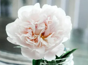 a white peony flower in a jar