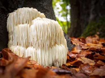 Lion's Mane mushroom growing in a forest