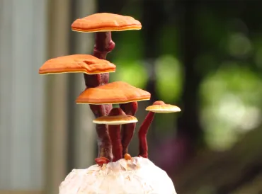 reishi mushrooms growing in a bonsai shape