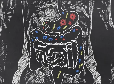 A cartoon diagram of the digestive system, with healthy bacteria