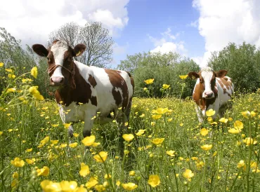 Brown and white cows in a field of yellow buttercups.