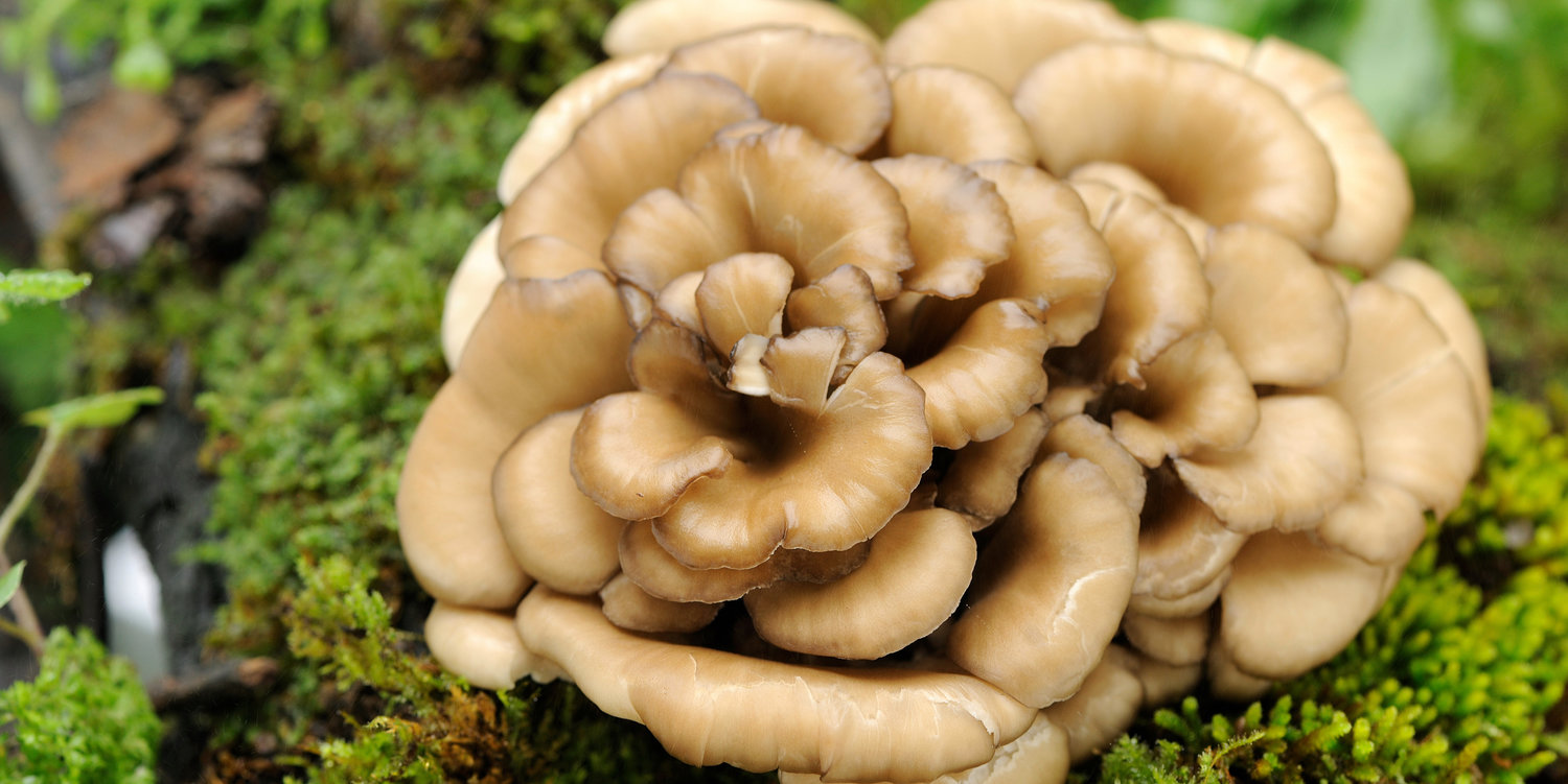 Maitake Mushroom