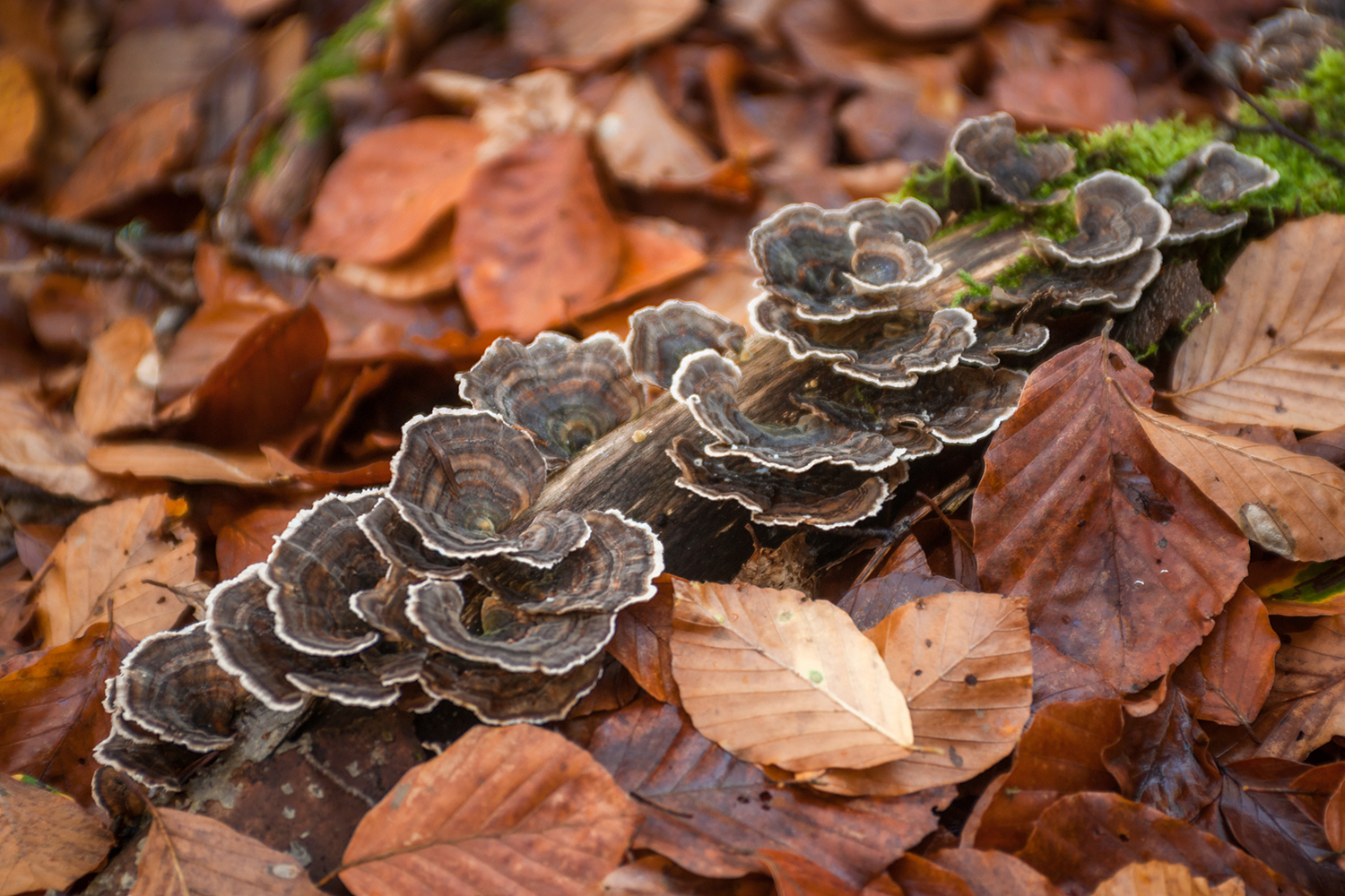 turkey tail mushroom growing on a log