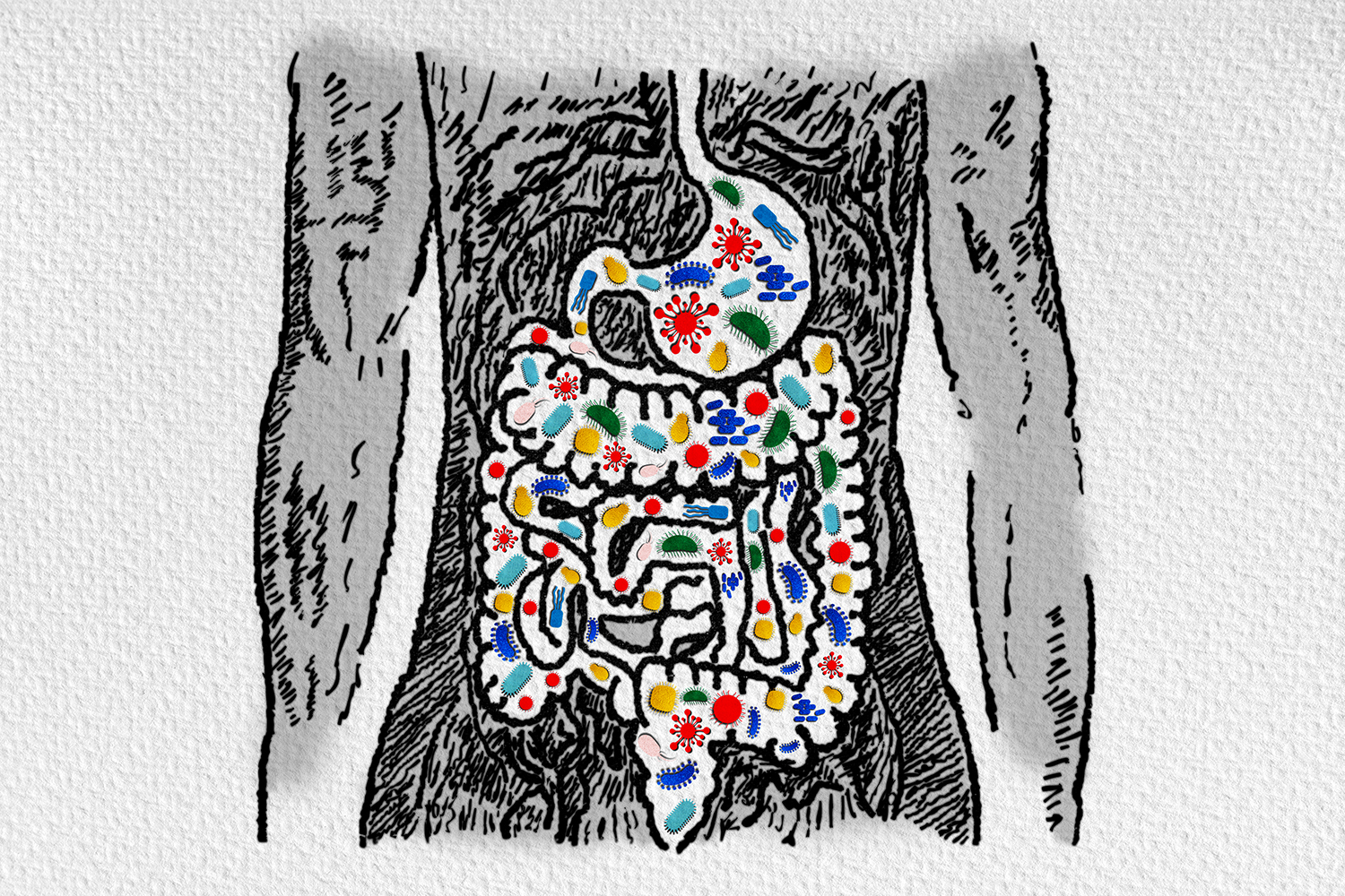 an illustration of healthy bacteria in the human digestive tract
