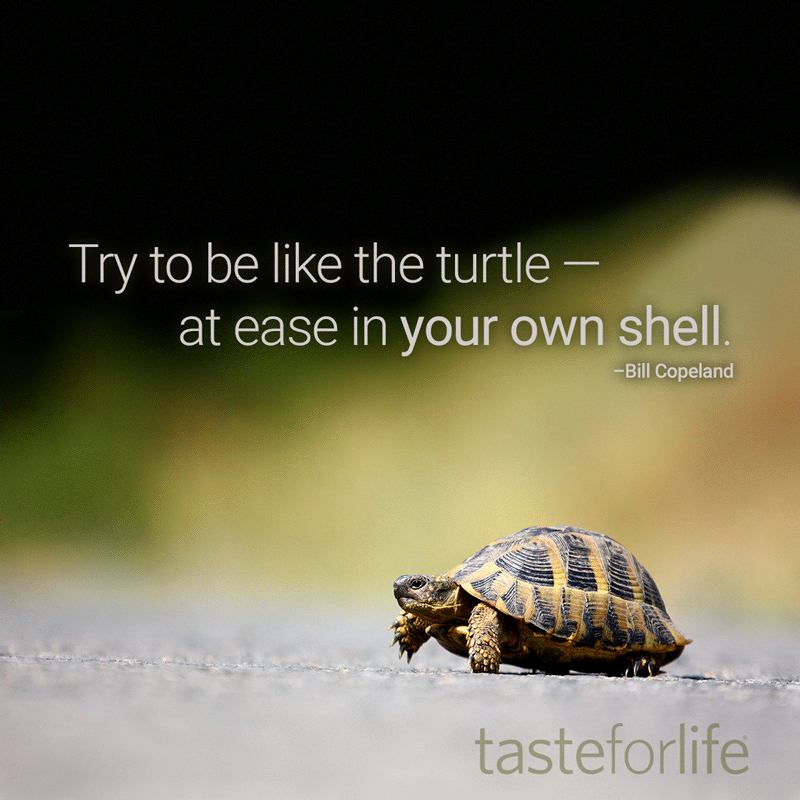 Be Like The Turtle | Taste For Life